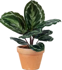 Aglonema Plant - Image 3