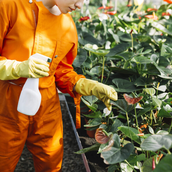 close-up-gardener-with-spray-bottle-examining-plant-greenhouse