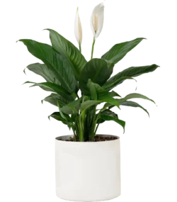Aglonema Plant - Image 4