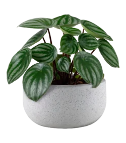 Aglonema Plant - Image 5
